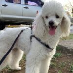 Pet Sitters PTY - web-13